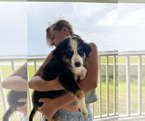 Miniature Australian Shepherd Puppy for sale in JACKSONVILLE, FL, USA