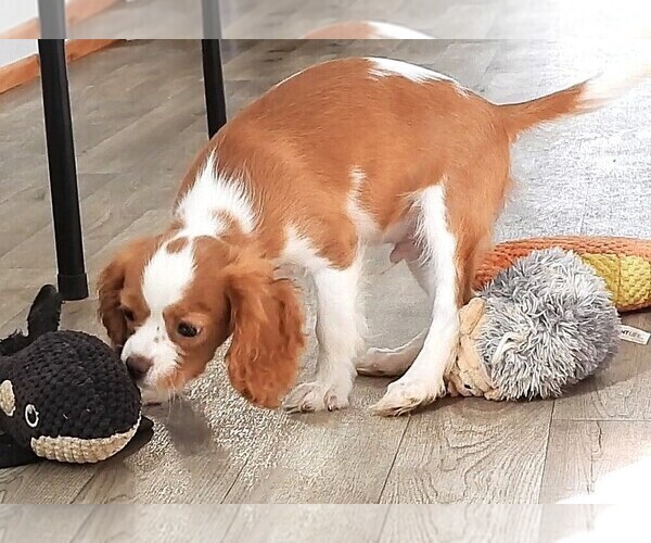 Medium Photo #5 Cavalier King Charles Spaniel Puppy For Sale in CARLISLE, KY, USA
