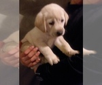 Small Photo #2 Labrador Retriever Puppy For Sale in BURIEN, WA, USA