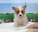 Small Photo #6 Pembroke Welsh Corgi Puppy For Sale in SAN DIEGO, CA, USA