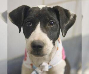 Labrador Retriever-Unknown Mix Dogs for adoption in San Antonio, TX, USA