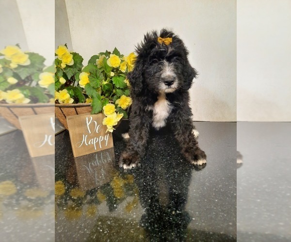 Medium Photo #1 Bernedoodle Puppy For Sale in SHIPSHEWANA, IN, USA
