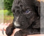 Small #1 F2 Aussiedoodle