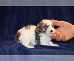 Small Photo #15 Poodle (Toy) Puppy For Sale in DYERSBURG, TN, USA