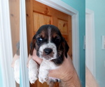 Small Photo #11 Basset Hound Puppy For Sale in PETERSBURG, IN, USA