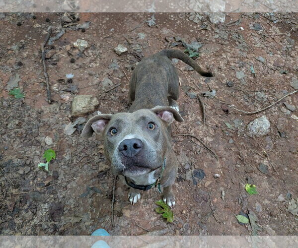 Medium Photo #3 Mutt Puppy For Sale in McCormick, SC, USA