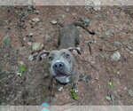 Small #2 Mutt