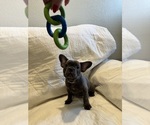 Small #1 French Bulldog
