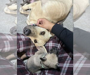 Mutt Dogs for adoption in Imlay City, MI, USA