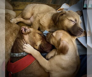 Mama Marie - Female American Staffordshire Terrier-Unknown Mix Dog for Adoption - Photo #3