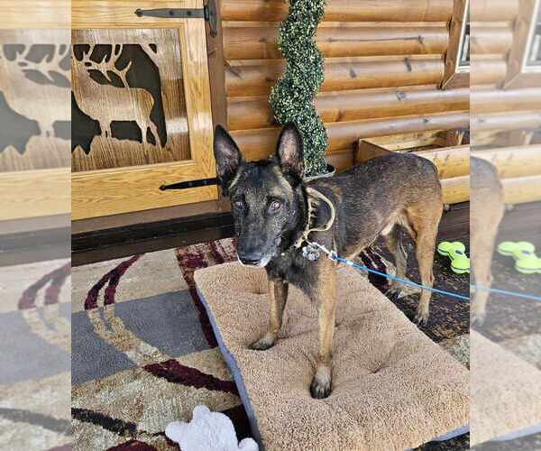 Medium Photo #15 Mutt Puppy For Sale in Imlay City, MI, USA