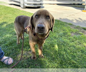 Labrador Retriever Dogs for adoption in Clovis, CA, USA
