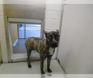 Siberian Husky-Unknown Mix Dogs for adoption in Temple, TX, USA