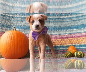 Australian Cattle Dog Puppy for sale in LANCASTER, PA, USA