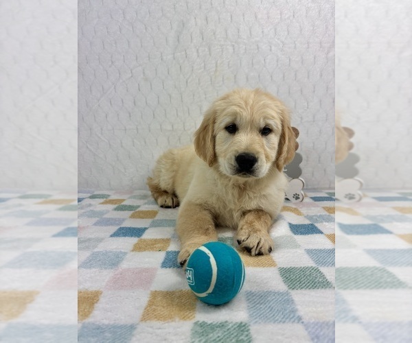 Medium Photo #2 Golden Retriever Puppy For Sale in INDIANAPOLIS, IN, USA