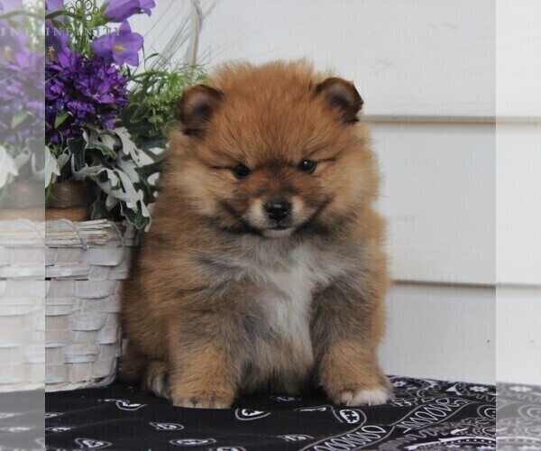 Medium Photo #1 Pomeranian Puppy For Sale in EAST EARL, PA, USA