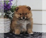 Small Photo #1 Pomeranian Puppy For Sale in EAST EARL, PA, USA