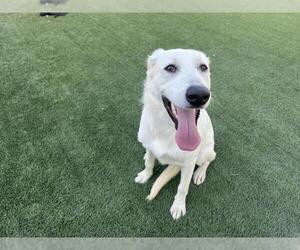 Labrador Retriever-Unknown Mix Dogs for adoption in Corona, CA, USA