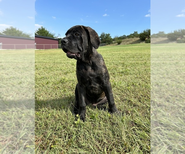 Medium Photo #7 Cane Corso Puppy For Sale in WEATHERFORD, TX, USA