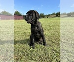 Small #6 Cane Corso