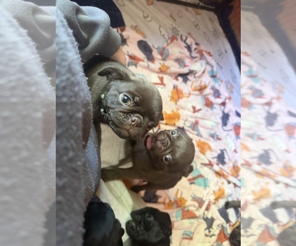 Medium Photo #5 Pug Puppy For Sale in BLOOMINGTON, IL, USA