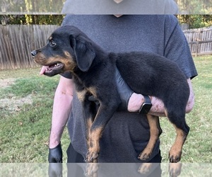 Rottweiler Puppy for sale in MCDONOUGH, GA, USA