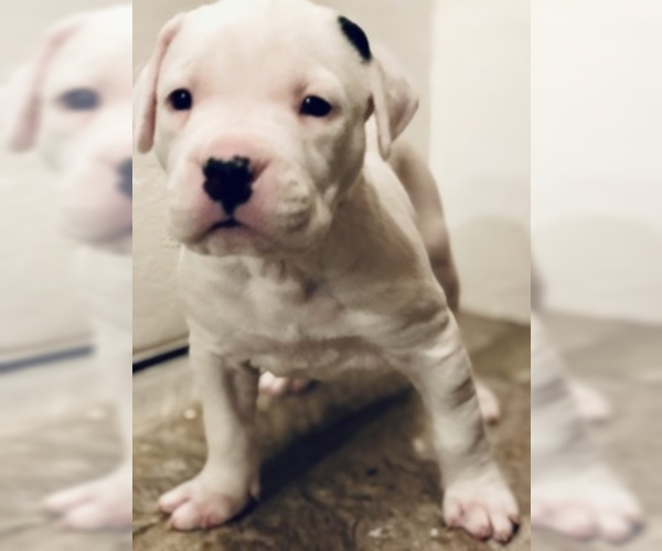 Medium Photo #3 Dogo Argentino Puppy For Sale in AUSTIN, TX, USA
