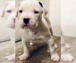 Small Photo #3 Dogo Argentino Puppy For Sale in AUSTIN, TX, USA