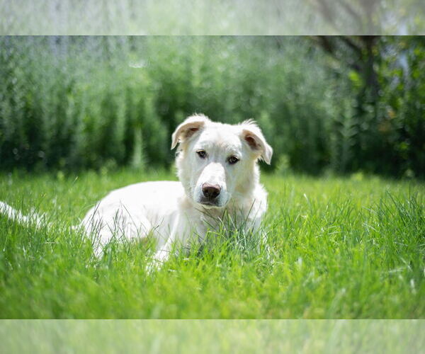 Medium Photo #23 Huskies -Unknown Mix Puppy For Sale in Sandy, UT, USA
