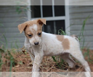 Camden Girl - Female Mutt Dog for Adoption - Photo #3