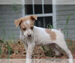 Small Photo #3 Mutt Puppy For Sale in Southbury, CT, USA
