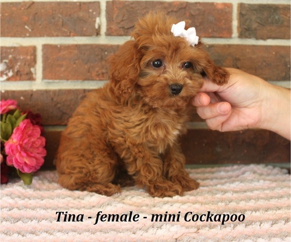 Medium Photo #4 Cockapoo (Miniature) Puppy For Sale in CLARKRANGE, TN, USA