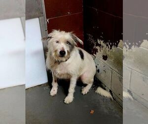 Mutt Dogs for adoption in Perth Amboy, NJ, USA