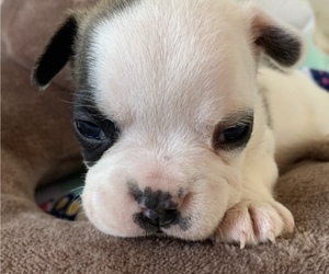 French Bulldog Puppy for sale in HERTFORD, NC, USA