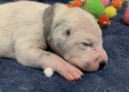 Small Photo #5 Dalmatian Puppy For Sale in CAMBRIA, VA, USA