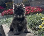 Small #3 Schnauzer (Miniature)