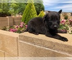 Small Photo #5 Belgian Malinois Puppy For Sale in PRESCOTT, AZ, USA