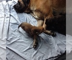 Small Photo #15 American Mastiff Puppy For Sale in ALEXANDRIA, VA, USA