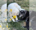 Small #5 Great Pyrenees