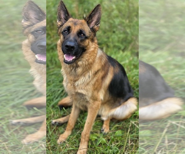 Medium Photo #1 German Shepherd Dog Puppy For Sale in Cuba, NY, USA