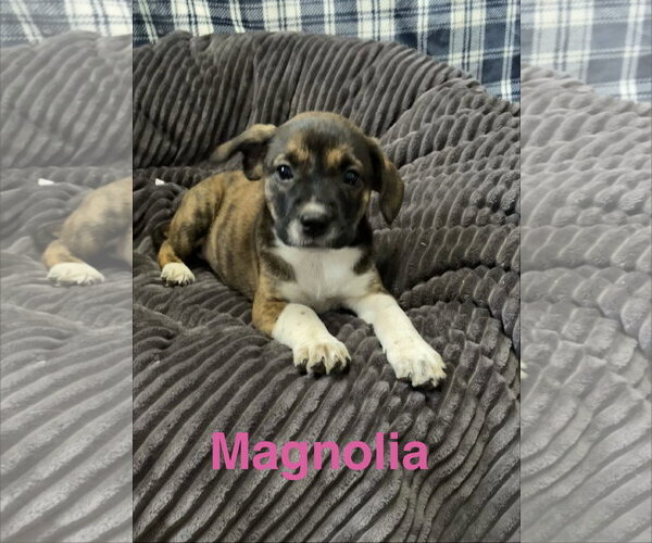 Medium Photo #1 Mutt Puppy For Sale in Topeka, KS, USA