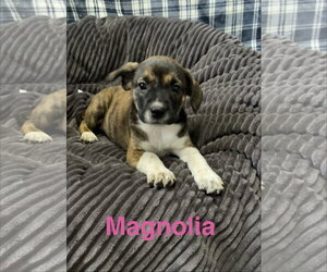 Mutt Dogs for adoption in Topeka, KS, USA