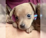 Small #1 Chihuahua