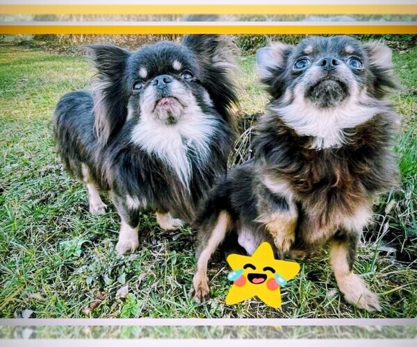 Medium Photo #1 Chihuahua Puppy For Sale in SAN ANTONIO, TX, USA