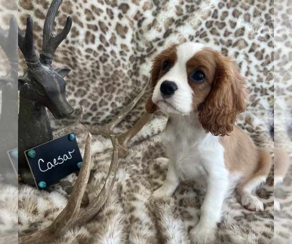 Medium Photo #4 Cavalier King Charles Spaniel Puppy For Sale in ABILENE, TX, USA