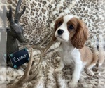 Small #3 Cavalier King Charles Spaniel