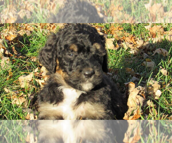 Medium Photo #1 Bernedoodle Puppy For Sale in BIG ROCK, IL, USA