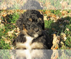 Bernedoodle Puppy for sale in BIG ROCK, IL, USA