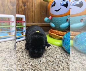 Labrador Retriever Puppy for sale in NEOLA, WV, USA