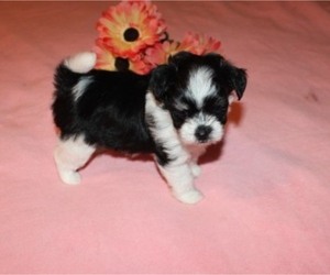 Havanese-Mi-Ki Mix Puppy for sale in THAYER, KS, USA